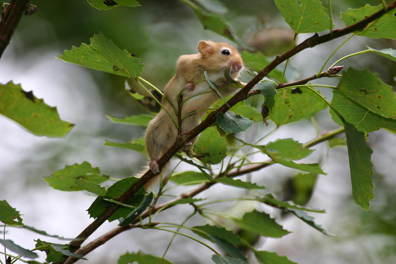 Haselmaus