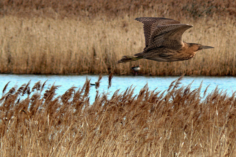 Rohrdommel im Flug