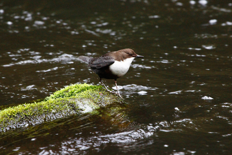 Wasseramsel