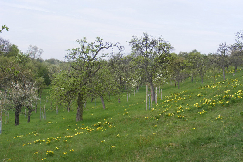 Streuobstwiese