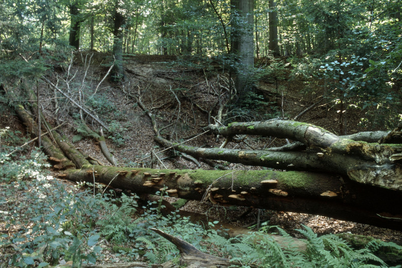 Waldgebiet mit Totholz
