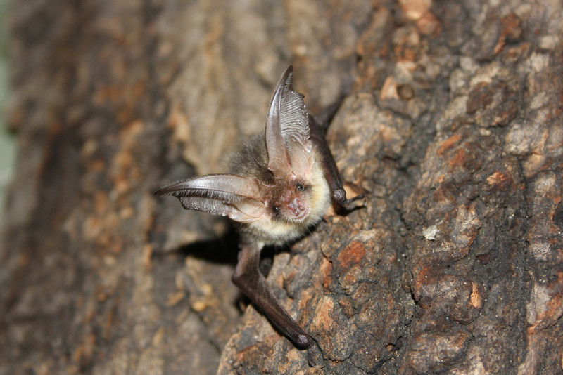 Fledermaus Braunes Langohr