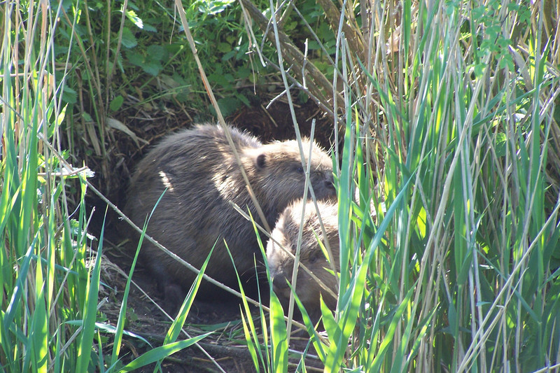 zwei Biber am Ufer