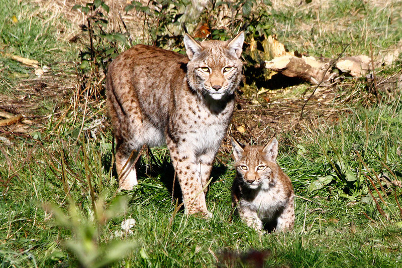 Luchs mit Jungem