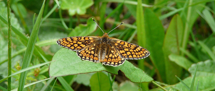 Schmetterling Goldener Scheckenfalter auf Blatt