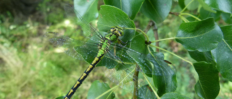 Libelle Grüne Keiljungfer auf Blatt