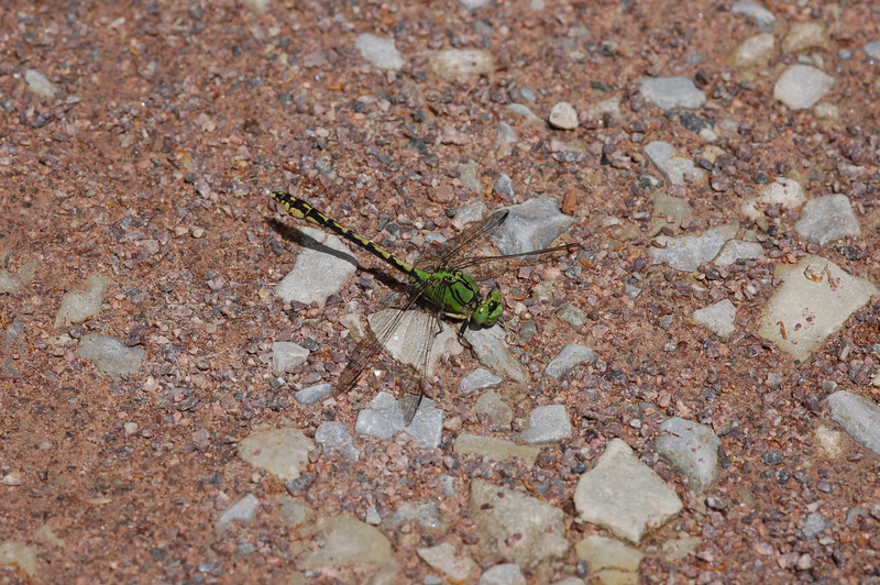 Libelle Grüne Keiljungfer