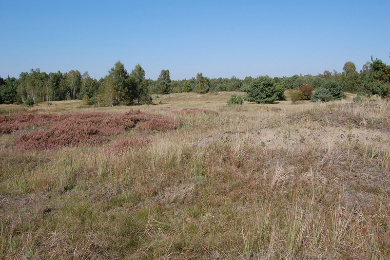 Heidefläche mit Baumbewuchs