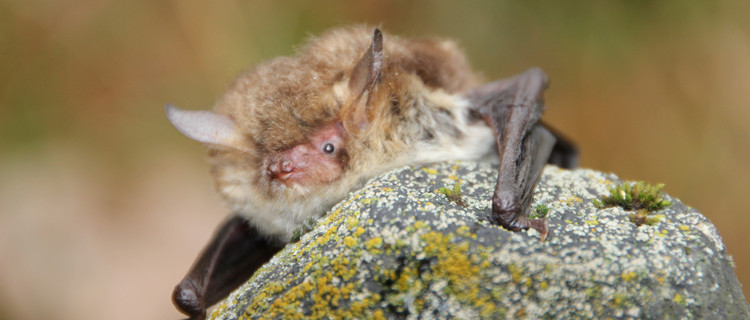 Fransenfledermaus auf einem Stein