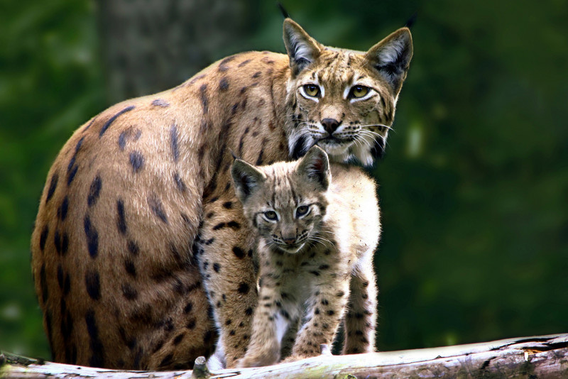 Luchs mit Jungtier