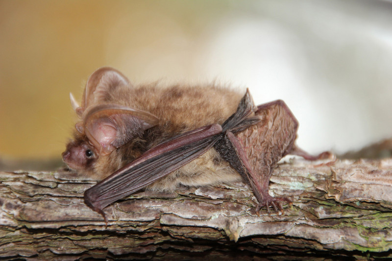 Fledermaus Braunes Langohr