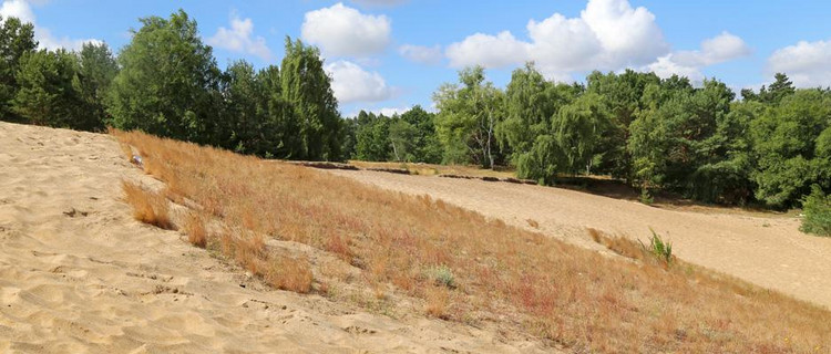 Dünen mit offenen Grasflächen (LRT 2330)