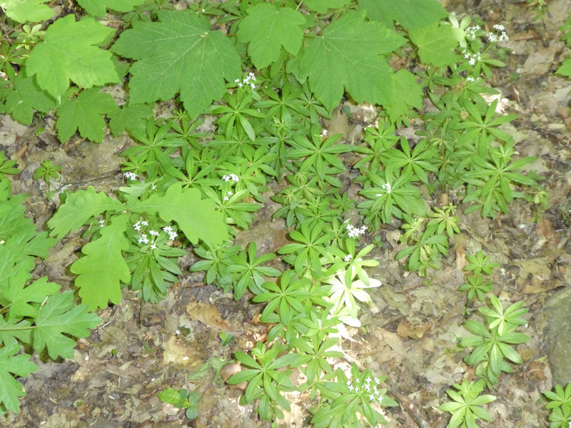 Waldmeister (blühend)