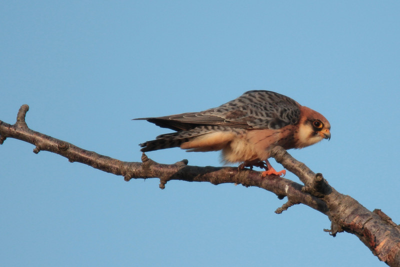 Rotfußfalke auf Ast