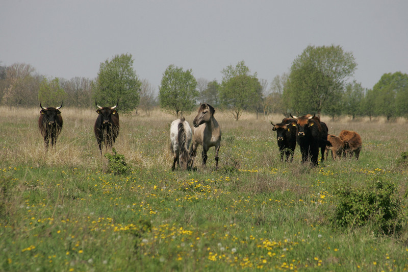 Wiese mit Rindern und Pferden