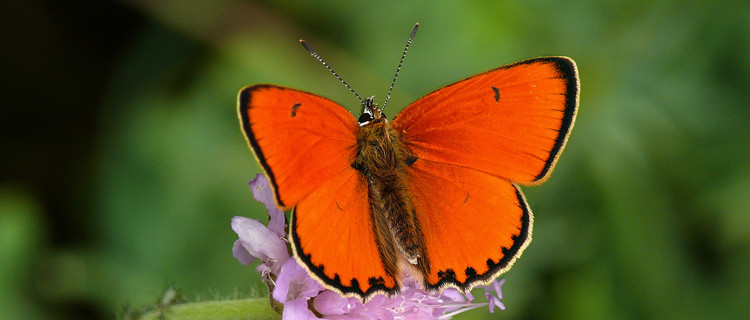 Feuerfalter auf Blüte