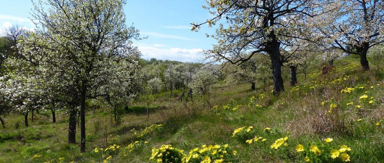 Streuobstwiese mit Adonisröschen