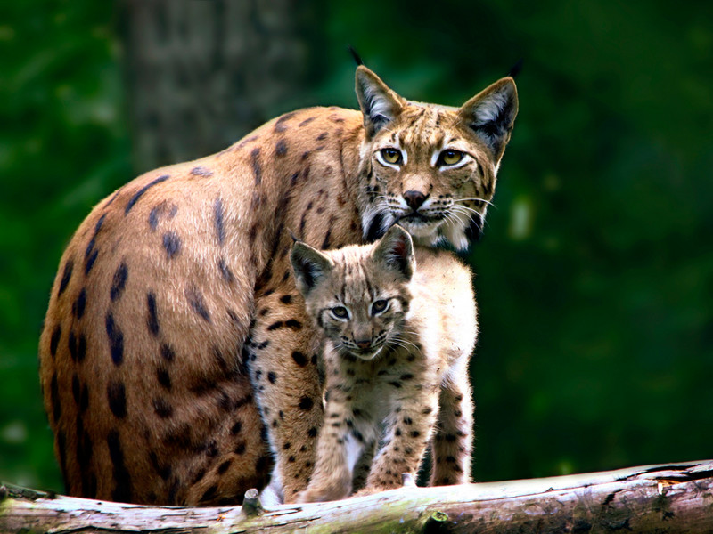 Luchs und Junges