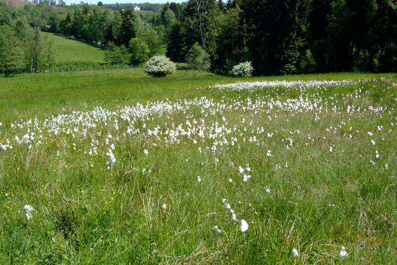 Niedermoorwiese