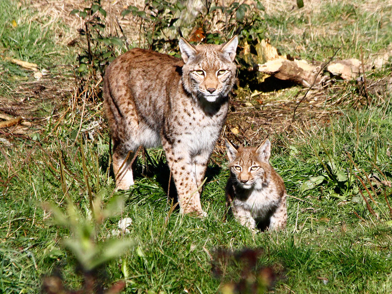 Luchs