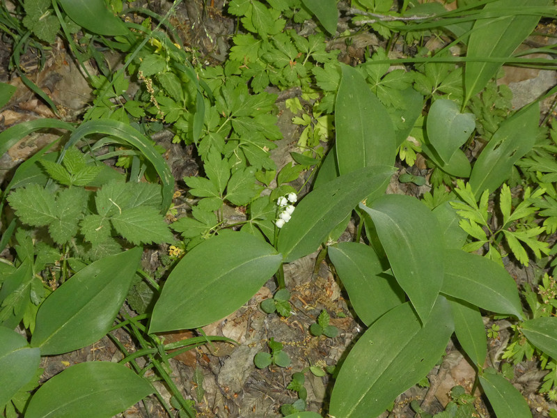 Maiglöckchen (blühend)