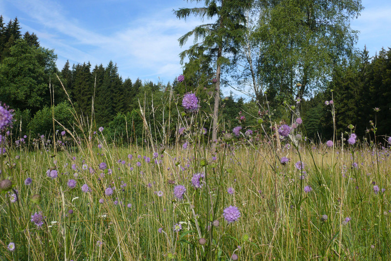 Wiese mit lila Blüten