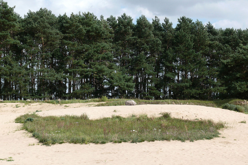 Binnendünen mit Sandtrockenrasen