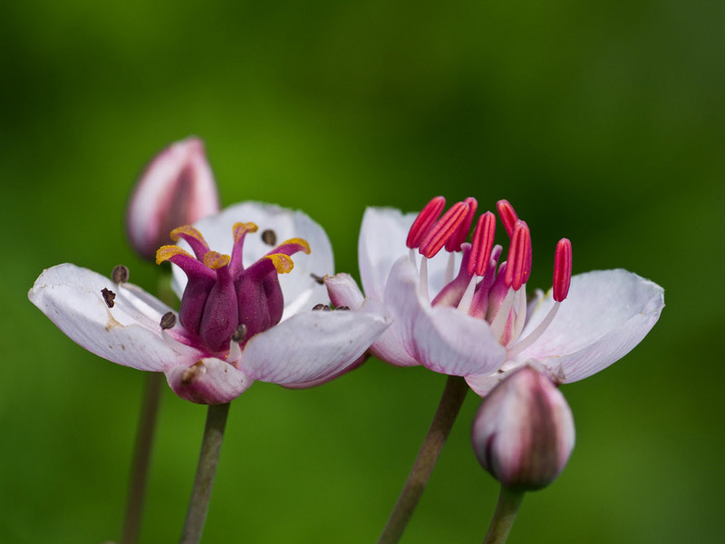 Schwanenblume