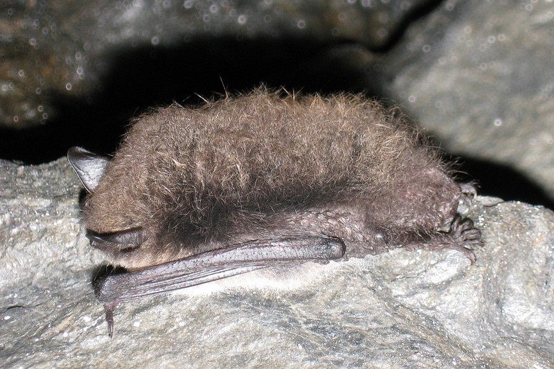 Große Bartfledermaus