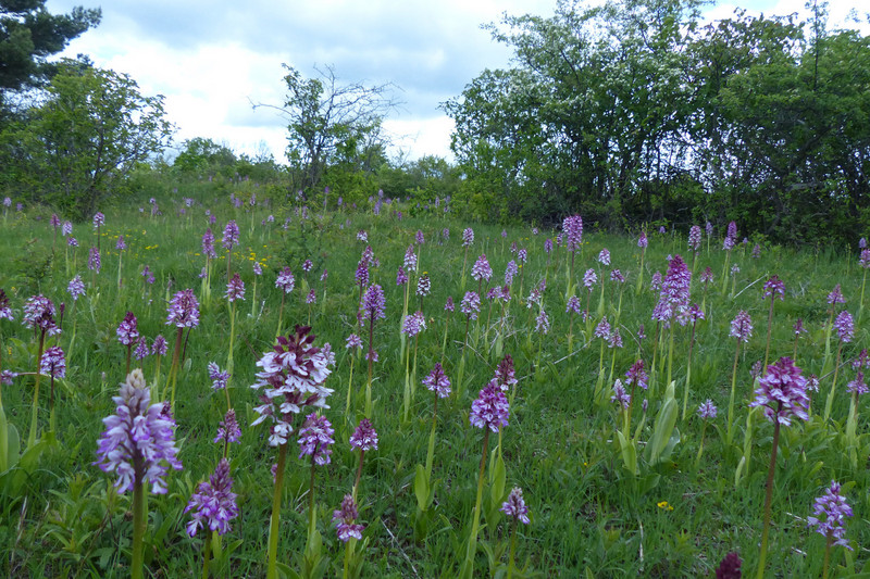 Wiese mit Orchideen