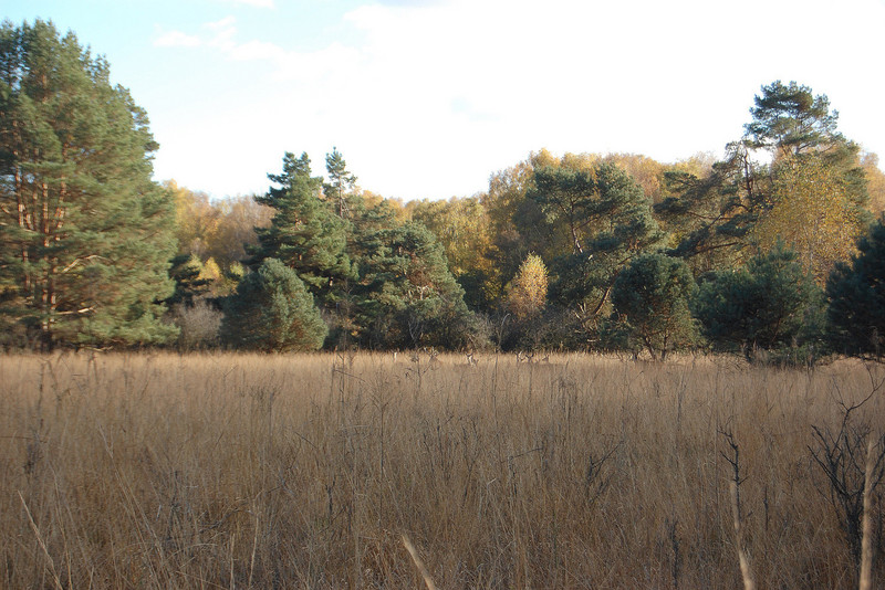 offenes Moor und Moorwald