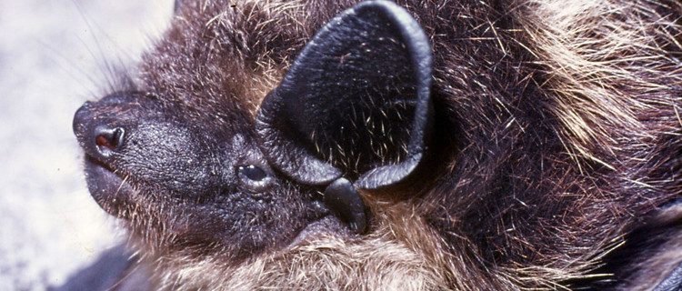 Nordfledermaus