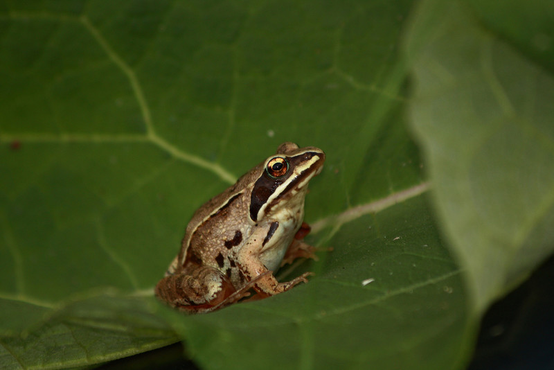 brauner Moorfrosch