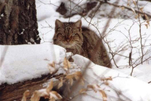 Wildkatze im Schnee