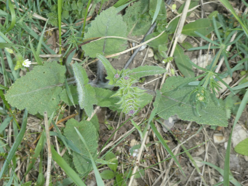 Wiesensalbei