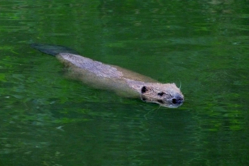 schwimmender Biber