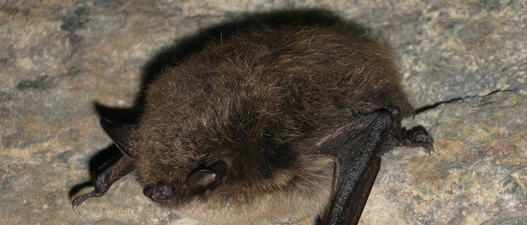 Große Bartfledermaus