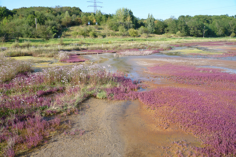 Salzwiese Gebiet Sülzetal