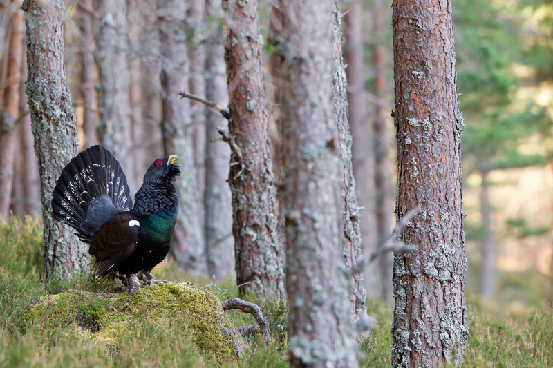 Auerhuhn im Wald