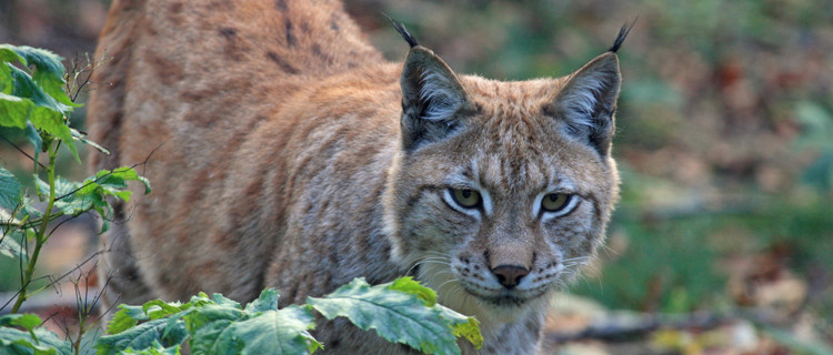 Luchs