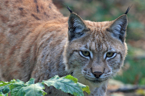 Luchs