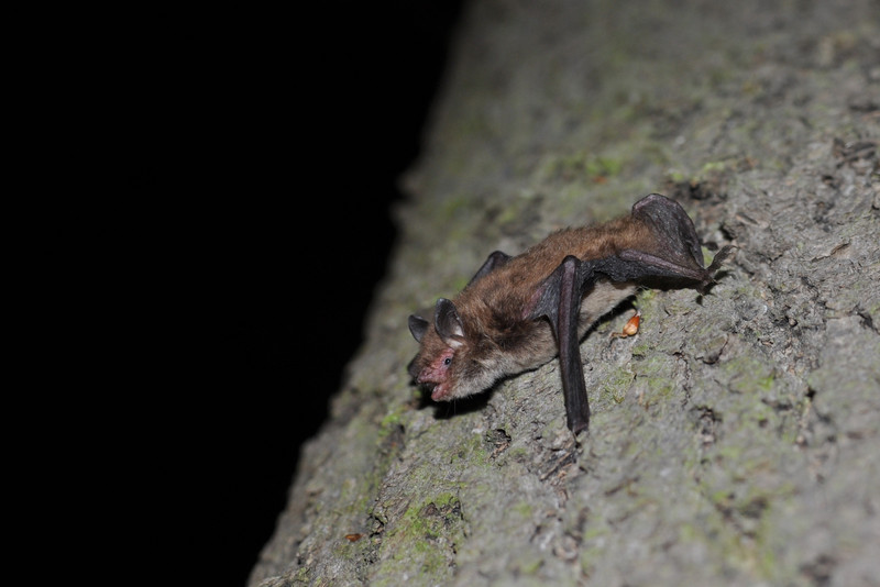 Wasserfledermaus am Baum