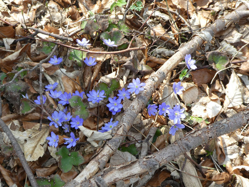 Leberblümchen