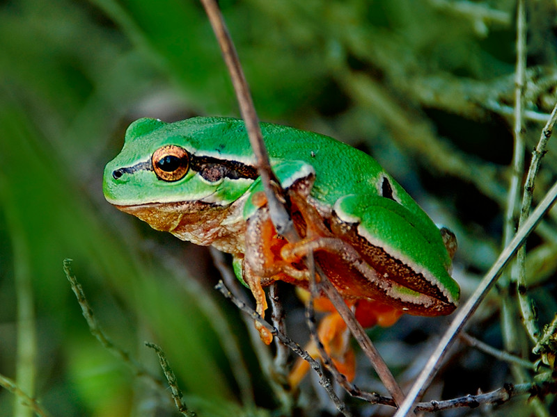 Laubfrosch