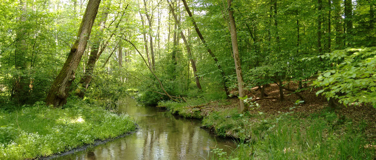 Wald mit Bachlauf