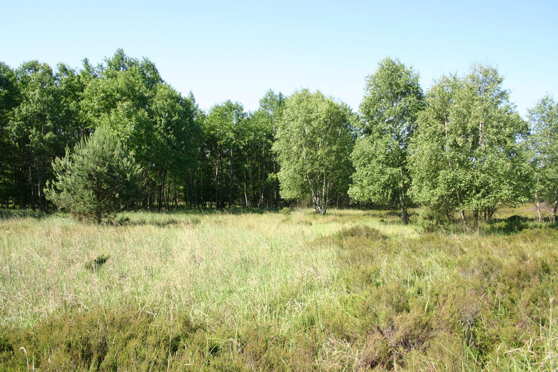 Zwergstrauchheiden mit Birkenaufwuchs