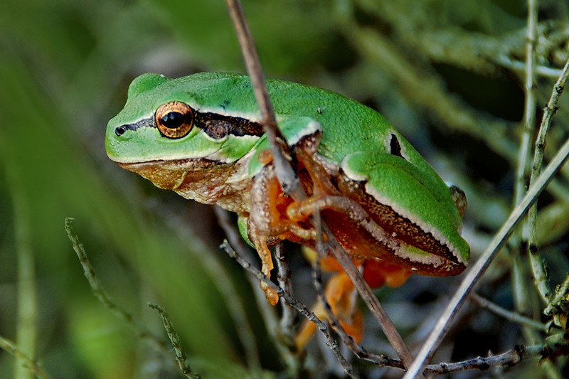 Laubfrosch