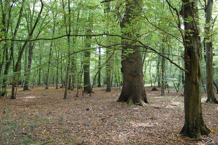 Eichen-Hainbuchenwald