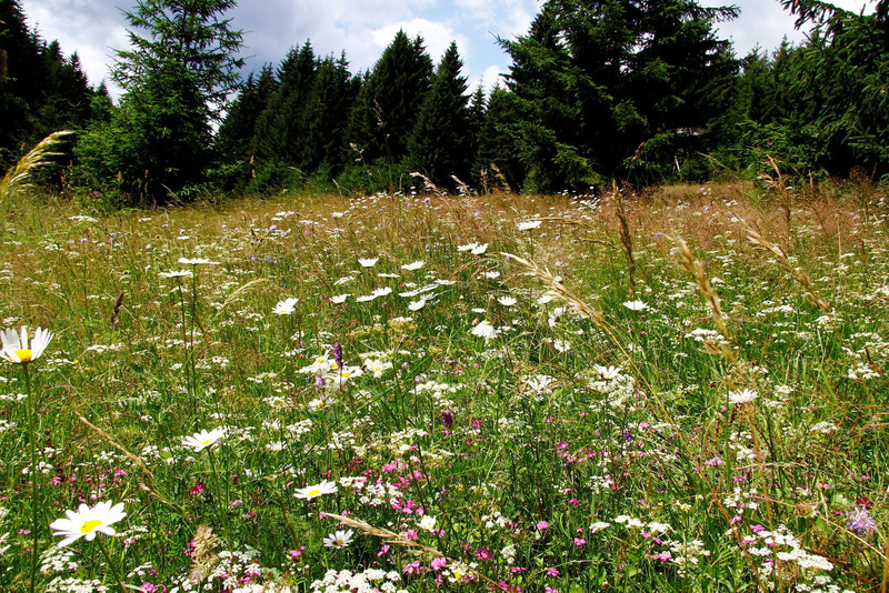 Bergwiese mit Blumen